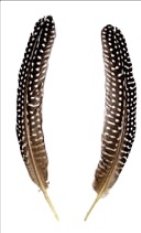 Guinea Fowl Feathers (2 pcs) - Soulful Spirits